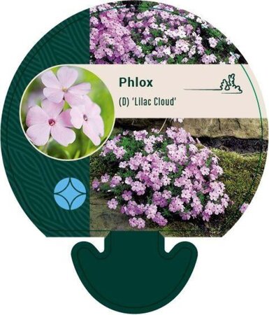 Phlox (D) 'Lilac Cloud' geen maat specificatie 0,55L/P9cm