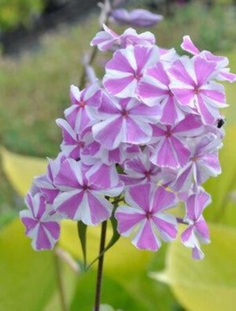 Phlox (M) 'Natascha' geen maat specificatie 0,55L/P9cm