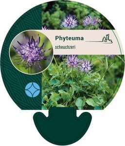 Phyteuma scheuchzeri geen maat specificatie 0,55L/P9cm