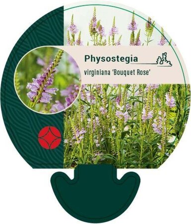 Physostegia v. 'Bouquet Rose' geen maat specificatie 0,55L/P9cm - afbeelding 1