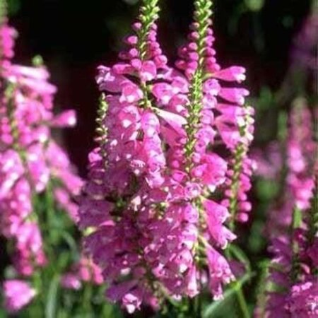 Physostegia v. 'Vivid' geen maat specificatie 0,55L/P9cm