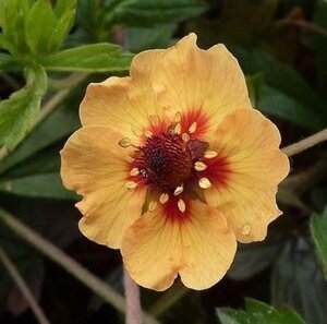 Potentilla tonguei geen maat specificatie 0,55L/P9cm