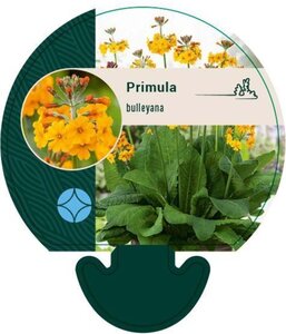 Primula bulleyana geen maat specificatie 0,55L/P9cm