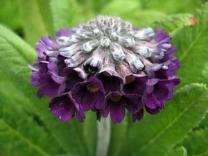 Primula capitata mooreana geen maat specificatie 0,55L/P9cm