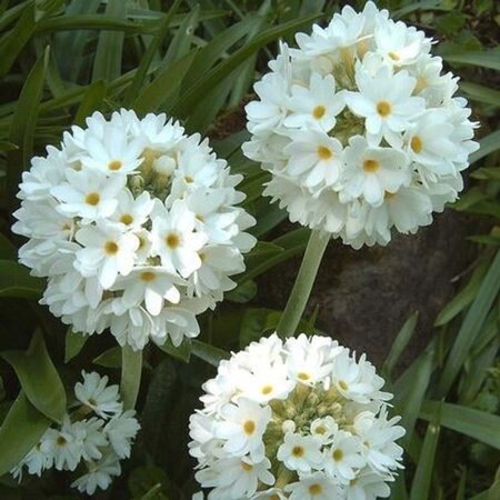 Primula dent. 'Alba' geen maat specificatie 0,55L/P9cm - afbeelding 1