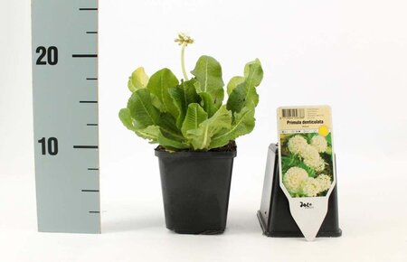 Primula dent. 'Alba' geen maat specificatie 0,55L/P9cm - afbeelding 3