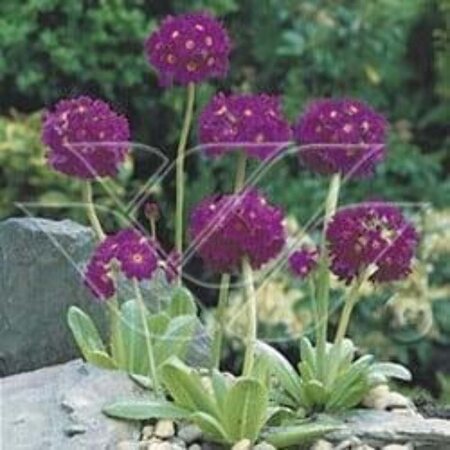 Primula dent. 'Rubin' geen maat specificatie 0,55L/P9cm - afbeelding 2