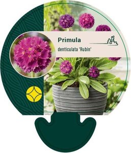 Primula dent. 'Rubin' geen maat specificatie 0,55L/P9cm - afbeelding 1