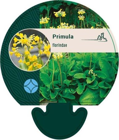 Primula florindae geen maat specificatie 0,55L/P9cm