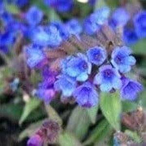 Pulmonaria ang. 'Blaues Meer' geen maat specificatie 0,55L/P9cm - afbeelding 2