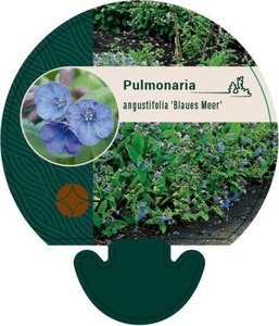 Pulmonaria ang. 'Blaues Meer' geen maat specificatie 0,55L/P9cm - afbeelding 1