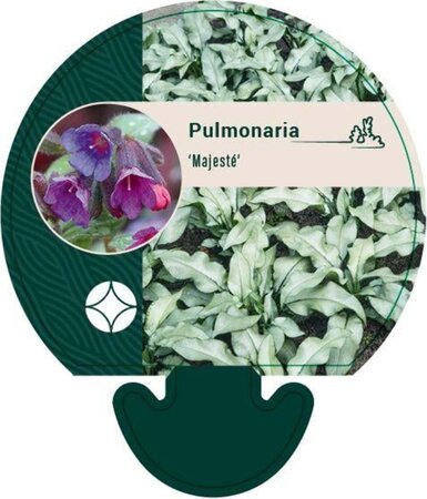 Pulmonaria 'Majesté' geen maat specificatie 0,55L/P9cm - afbeelding 1