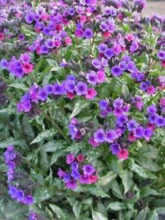 Pulmonaria 'Majesté' geen maat specificatie 0,55L/P9cm - afbeelding 2