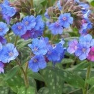 Pulmonaria 'Smokey Blue' geen maat specificatie 0,55L/P9cm