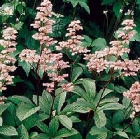 Rodgersia henrici geen maat specificatie 0,55L/P9cm - afbeelding 2