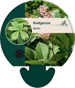 Rodgersia henrici geen maat specificatie 0,55L/P9cm - afbeelding 1