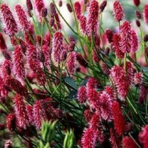 Sanguisorba menziesii geen maat specificatie 0,55L/P9cm