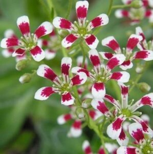 Saxifraga cot. 'Southside Seedling' geen maat specificatie 0,55L/P9cm - afbeelding 2