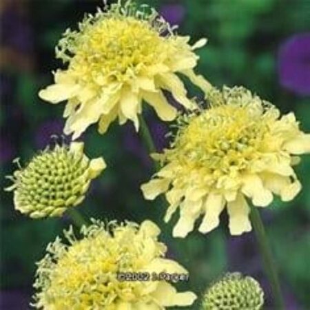 Scabiosa ochroleuca geen maat specificatie 0,55L/P9cm - afbeelding 2