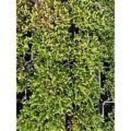 Sedum acre 'Aureum' geen maat specificatie 0,55L/P9cm