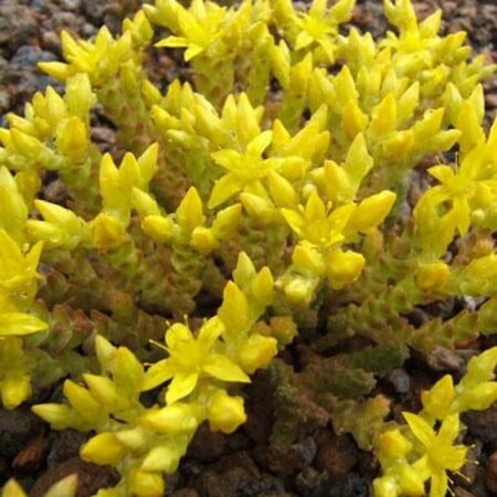 Sedum acre 'Aureum' geen maat specificatie 0,55L/P9cm - afbeelding 2