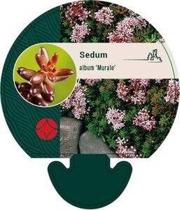 Sedum album 'Murale' geen maat specificatie 0,55L/P9cm