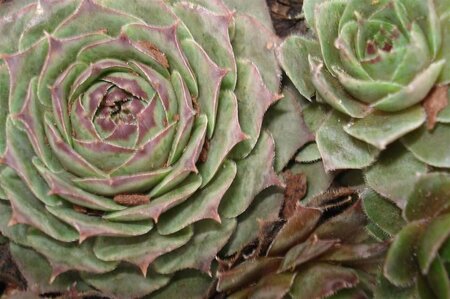 Sempervivum 'Feldmaier' geen maat specificatie 0,55L/P9cm