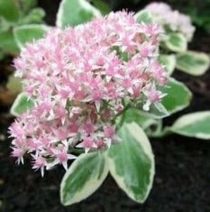 Sedum 'Frosty Morn' geen maat specificatie 0,55L/P9cm