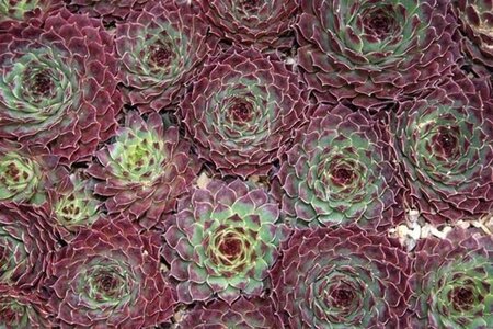 Sempervivum calcareum geen maat specificatie 0,55L/P9cm