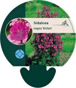 Sidalcea oregana 'Brilliant' geen maat specificatie 0,55L/P9cm