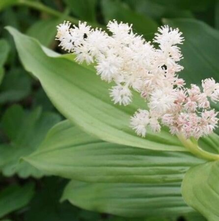 Maianthemum (Smilacina) racemosa geen maat specificatie 0,55L/P9cm - afbeelding 1