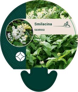 Maianthemum (Smilacina) racemosa geen maat specificatie 0,55L/P9cm - afbeelding 2