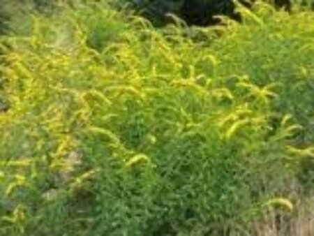 Solidago flex. 'Flexi Belle' geen maat specificatie 0,55L/P9cm