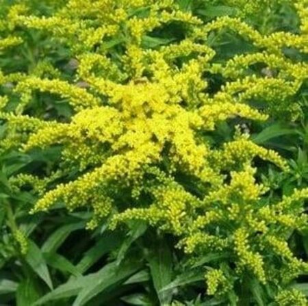 Solidago 'Golden Dwarf' geen maat specificatie 0,55L/P9cm - afbeelding 2