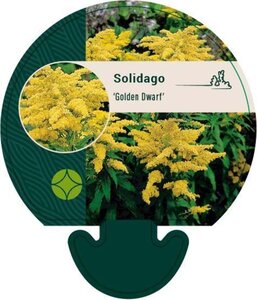 Solidago 'Golden Dwarf' geen maat specificatie 0,55L/P9cm - afbeelding 3