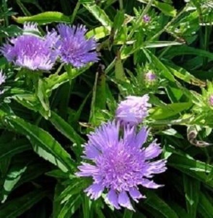 Stokesia laevis geen maat specificatie 0,55L/P9cm