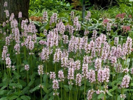 Stachys off. 'Pinky' geen maat specificatie 0,55L/P9cm