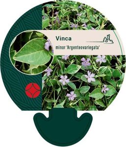 Vinca minor 'Argenteovariegata' geen maat specificatie 0,55L/P9cm - afbeelding 2