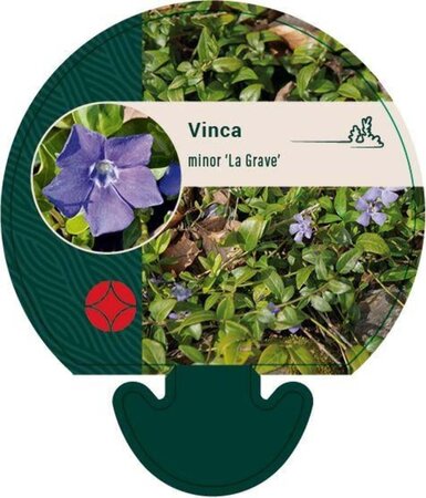 Vinca minor 'La Grave' geen maat specificatie 0,55L/P9cm - afbeelding 1