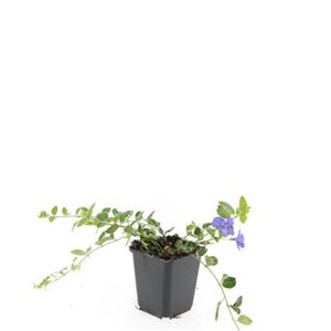 Vinca minor 'Ralph Shugert' geen maat specificatie 0,55L/P9cm - afbeelding 4