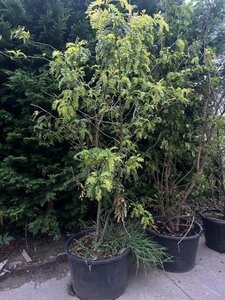 Gleditsia triac. 'Sunburst' 200-250 cm cont. 130L multi-stem - image 2