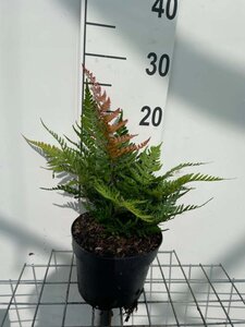 Dryopteris erythrosora prolifica geen maat specificatie cont. 2,0L