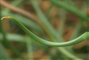 Juncus effusus 'Spiralis' geen maat specificatie 0,55L/P9cm - afbeelding 3