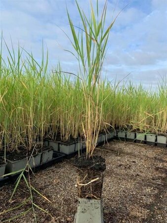 Phragmites australis geen maat specificatie 0,55L/P9cm - afbeelding 3