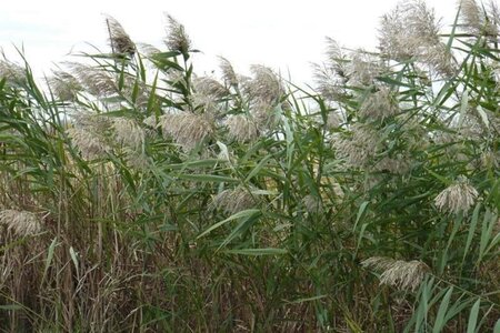 Phragmites australis geen maat specificatie 0,55L/P9cm - afbeelding 1