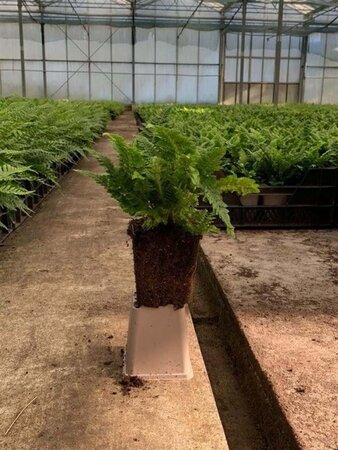 Polystichum set. 'Congestum' geen maat specificatie 0,55L/P9cm - afbeelding 2