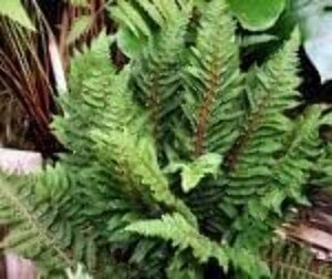 Polystichum set. 'Congestum' geen maat specificatie 0,55L/P9cm - afbeelding 1