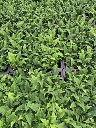 Polystichum set. 'Congestum' geen maat specificatie 0,55L/P9cm - afbeelding 3