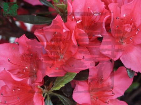 Rhododendron (AJ) 'Arabesk' ROOD 60-70 cm met kluit