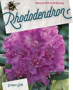 Rhododendron 'Azurro' 50-60 cm cont. 10L